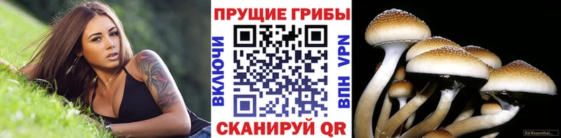 мориарти клад  Нолинск  Псилоцибиновые грибы ЛСД 